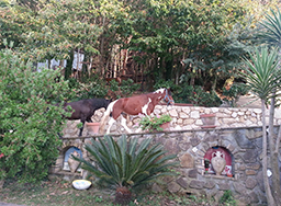 agriturismo massa lubrense